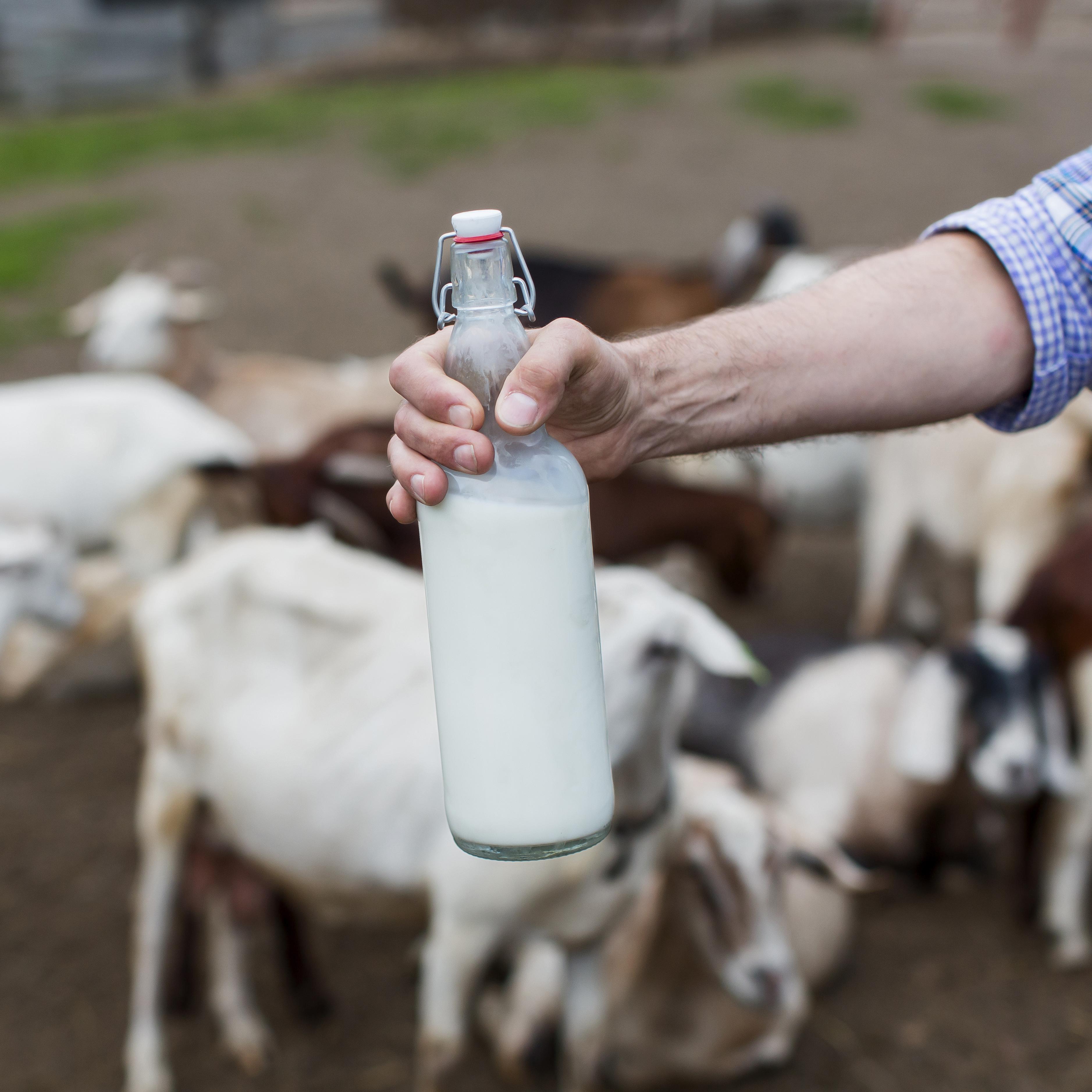 milk